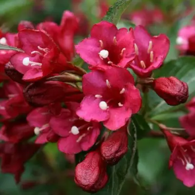 Вейгела ЕВА РАТКЕ в Орше