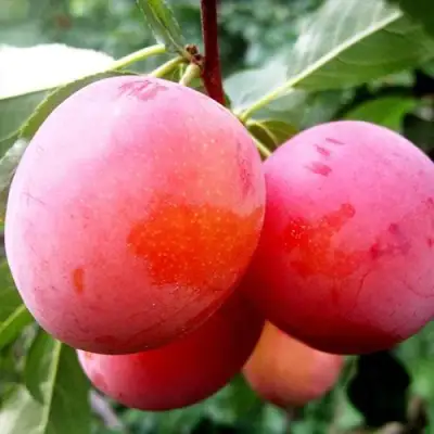 Слива КОМЕТА в Орше