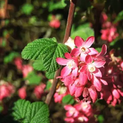 Смородина кроваво-красная ПУЛБОРО СКАРЛЕТ  в Орше