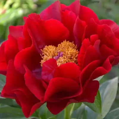 Пион МАКИНАК ГРАНД травянистый в Орше