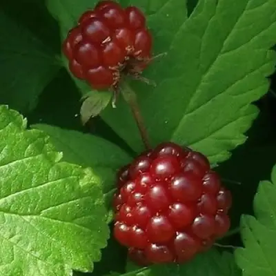 Княженика КЛОН в Орше