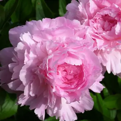 Пион ЛЕТЯЩИЙ ЖУРАВЛЬ травянистый в Орше