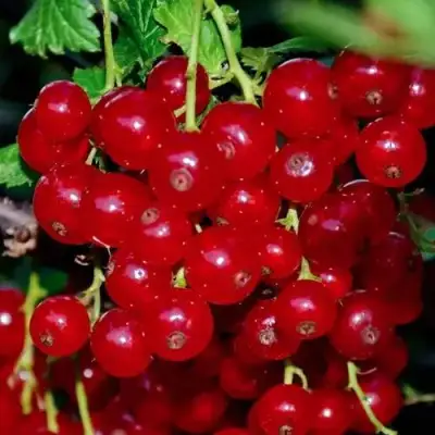 Смородина красная СЕРПАНТИН в Орше