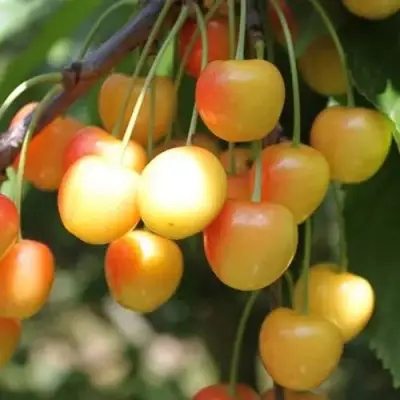 Черешня ЯНТАРНАЯ в Орше