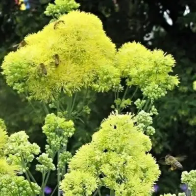 Василистник ГЛАУКУМ желтый в Орше