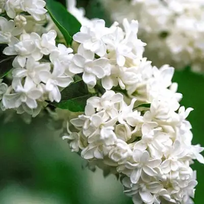 Сирень МАДАМ ЛЕМУАН в Орше