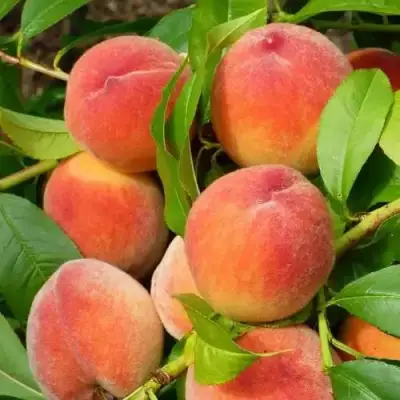 Персик РЕД ХЕВЕН в Орше