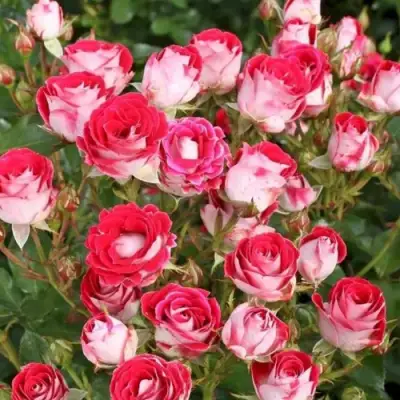 Роза ШОНЕ КОБЛЕНЦЕРИН флорибунда в Орше