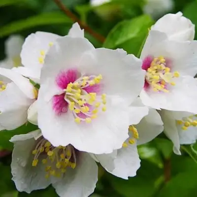 Жасмин БЕЛЬ ЭТУАЛЬ в Орше