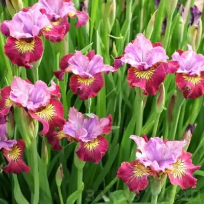 Ирис МИСС ЭППЛ сибирский в Орше