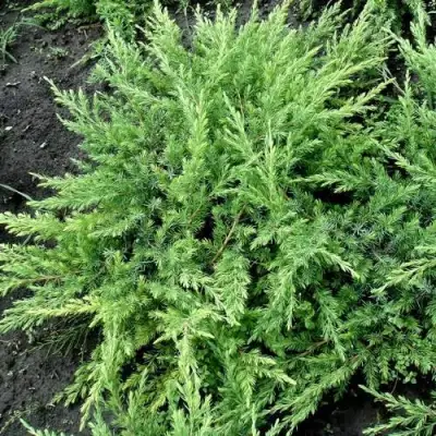 Можжевельник ШЛЯГЕР прибрежный в Орше