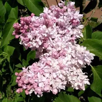 Сирень МИЛОСЕРДИЕ в Орше