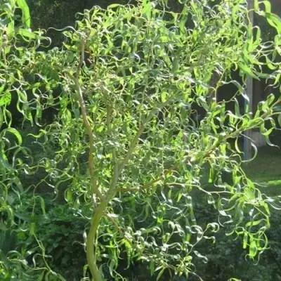 Ива МАТСУДАНА в Орше