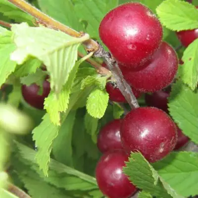Вишня персиковая АФЛОЦЕРАЗУС в Орше