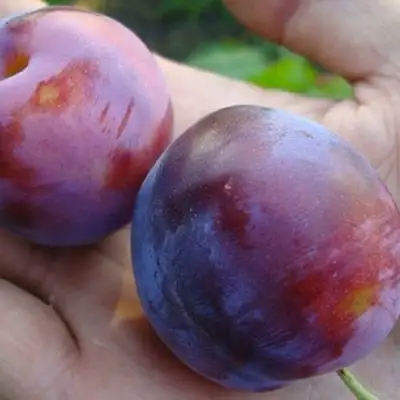 Слива РЕНКЛОД в Орше