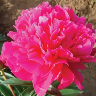 Пион РУБИНОВЫЙ СВЕТ травянистый в Орше