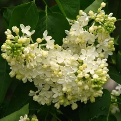 Сирень ПРИМРОУЗ в Орше