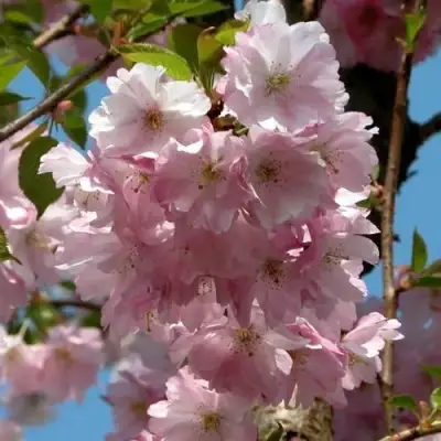 Вишня АККОЛЕЙД цветущая в Орше