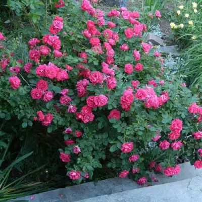 Роза ДЖОРДЖ ВАНКУВЕР флорибунда в Орше