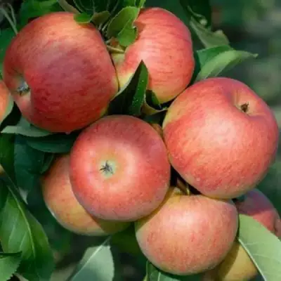 Яблоня ТОПАЗ в Орше