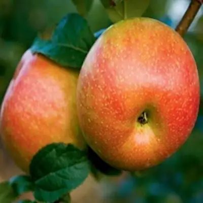 Яблоня ПЕРСИКОВАЯ в Орше