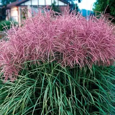 Мискантус МАЛЕПАРТУС китайский  в Орше
