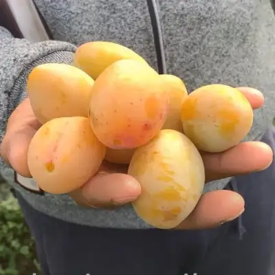 Слива ЯХОНТОВАЯ в Орше