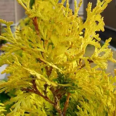 Туя ЕВРОПА ГОЛД западная в Орше