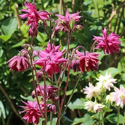 Аквилегия БАРЛОУ БОРДО обыкновенная в Орше