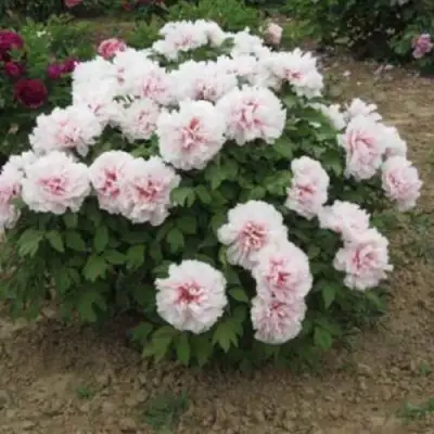 Пион ПЕРСИК ПОД СНЕГОМ древовидный в Орше