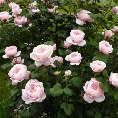 Роза КУИН ОФ СУИДЕН (КОРОЛЕВА ШВЕЦИИ) английская в Орше