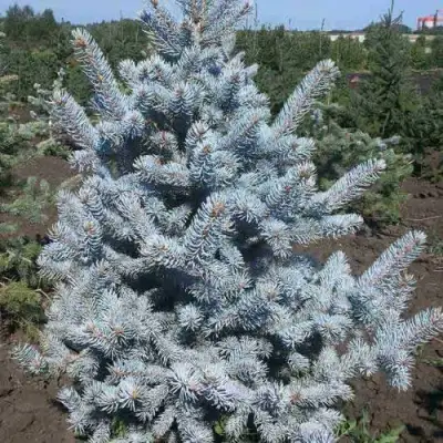 Ель МИСТИ БЛЮ голубая в Орше
