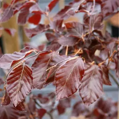 Бук лесной АТРОПУНИЦЕА в Орше