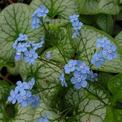 Бруннера ДЖЭК ФРОСТ в Орше