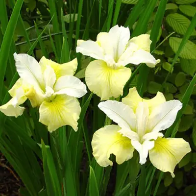 Ирис ЙЕЛЛОУ ТЕЙЛ сибирский в Орше