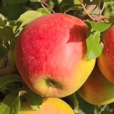 Яблоня САКАВИТА в Орше