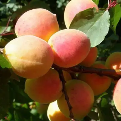 Абрикос СЮРПРИЗ в Орше