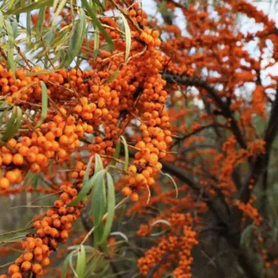 Облепиха СЕРАФИМА в Орше