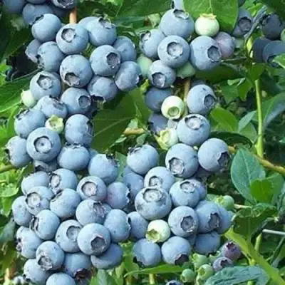 Голубика НОРТЛАНД в Орше