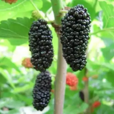 Шелковица ГАЛИЦИЯ в Орше