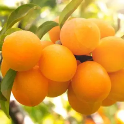 Слива МАРА в Орше