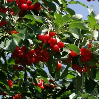 Вишня БРУСНИЦЫНА степная в Орше