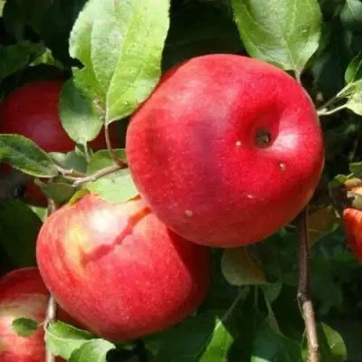 Яблоня ВАЛЕРИЯ в Орше