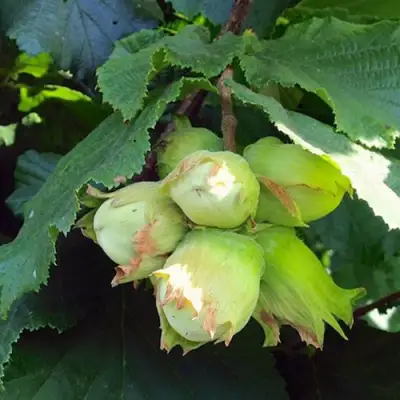 Фундук ТАМБОВСКИЙ РАННИЙ в Орше