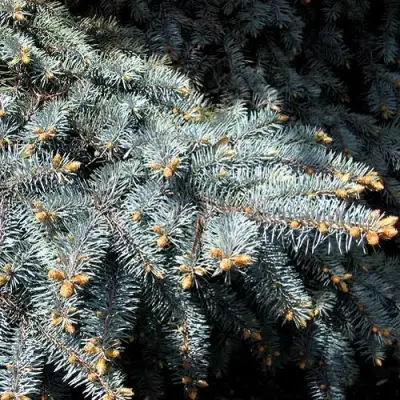 Ель НАНА сизая в Орше