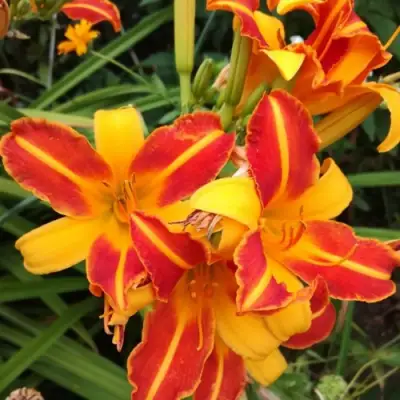 Лилейник ФРАНС ХАЛС в Орше