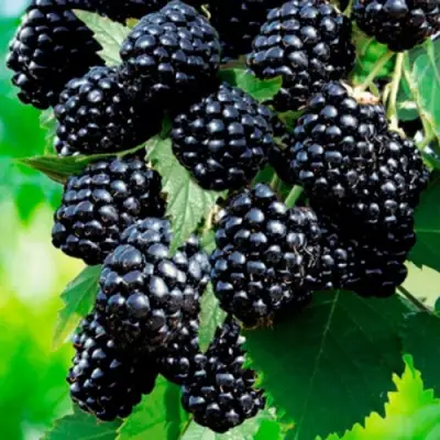 Ежевика ЛОХТЕЙ бесшипная в Орше