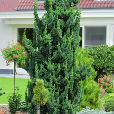 Кипарисовик ВИСЕЛЛИ лавсона в Орше