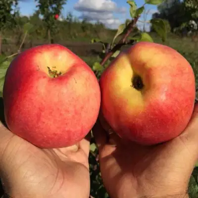 Яблоня КОВРОВОЕ стелющаяся в Орше