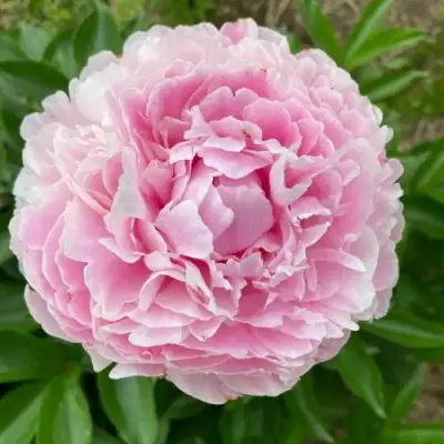 Пион КАТРИН ФОНТЕЙН травянистый в Орше